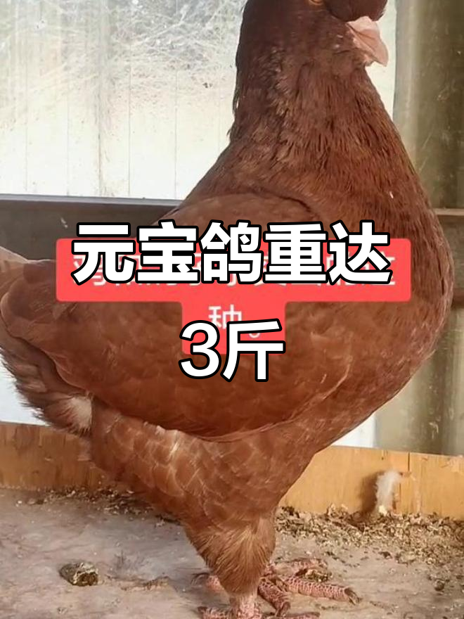 鸡与鸽子杂交,元宝鸽能长到3斤多