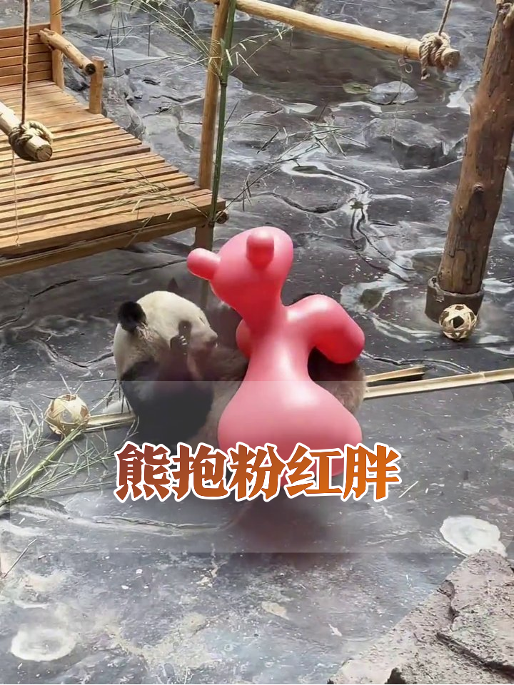 熊猫沉迷粉红“肌肉块”,啃咬翻滚摆烂三连,萌到犯规!