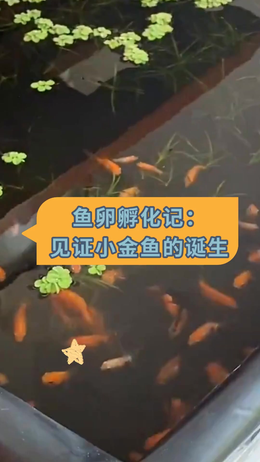 鱼卵孵化记:见证小金鱼的诞生