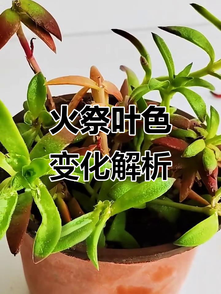 多肉火祭叶片变绿?这些原因你得知道