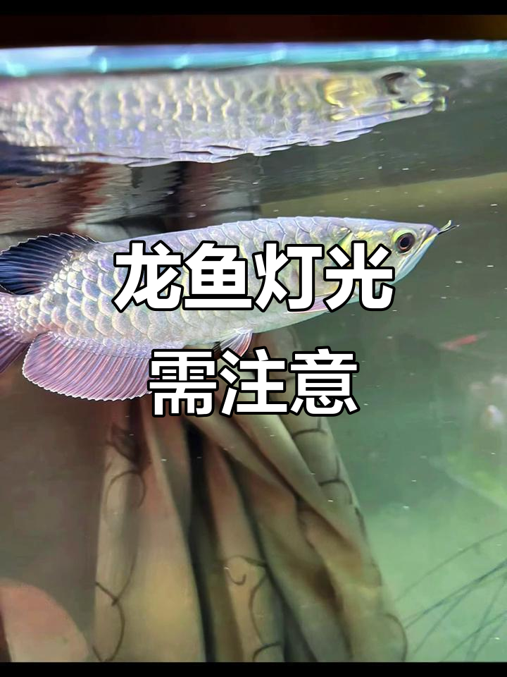 24小时开灯对龙鱼有害吗?如何正确饲养金龙红龙