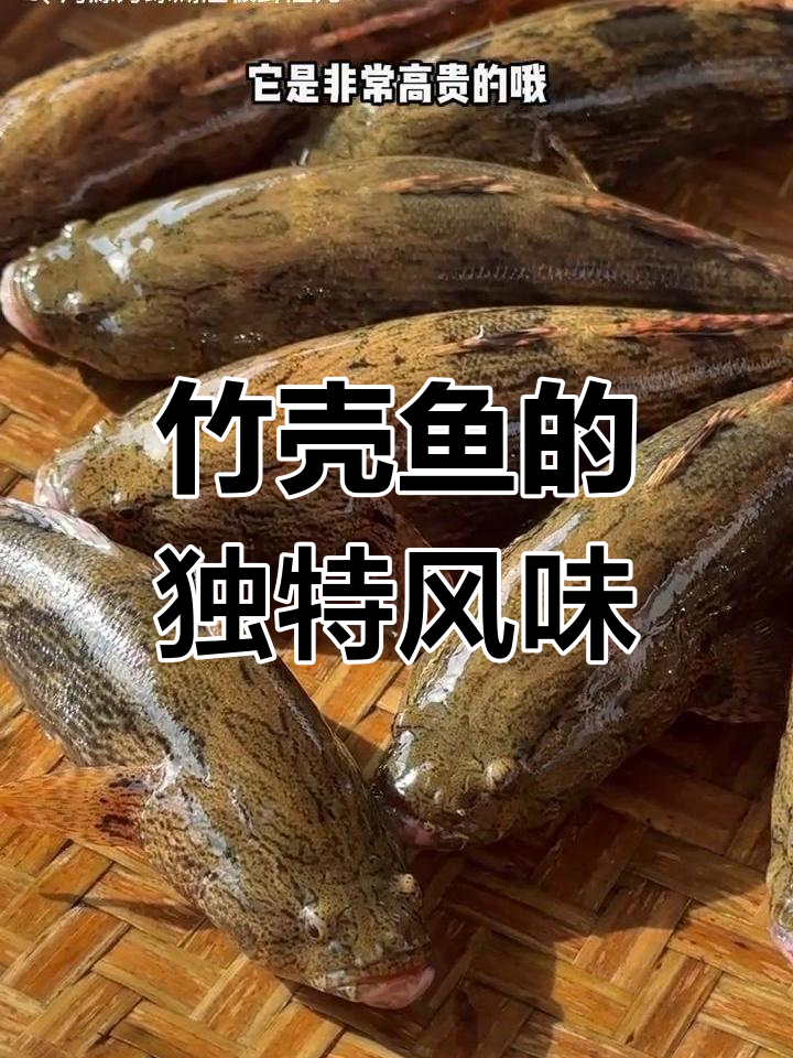 广东竹壳鱼鲜嫩可口,比石斑更美味!