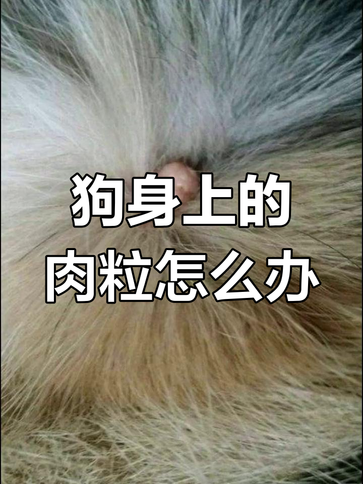 狗狗身上小疙瘩的原因及处理办法