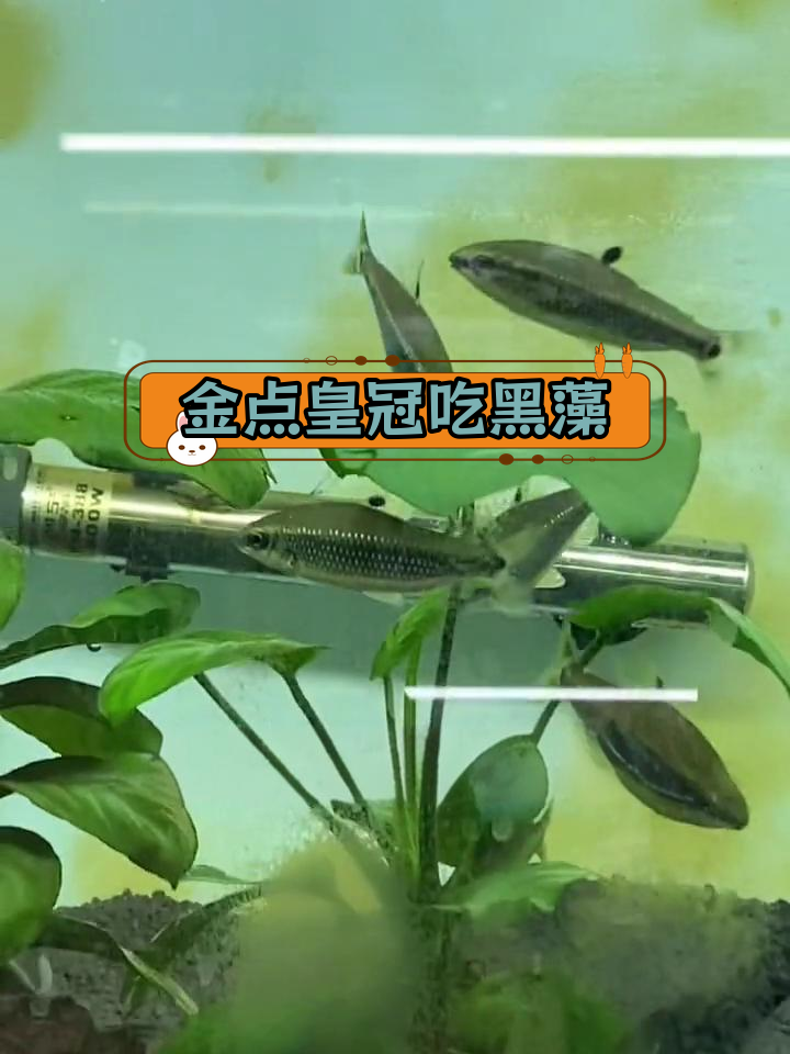 绿带金点皇冠灯鱼吃黑毛藻,视频为证