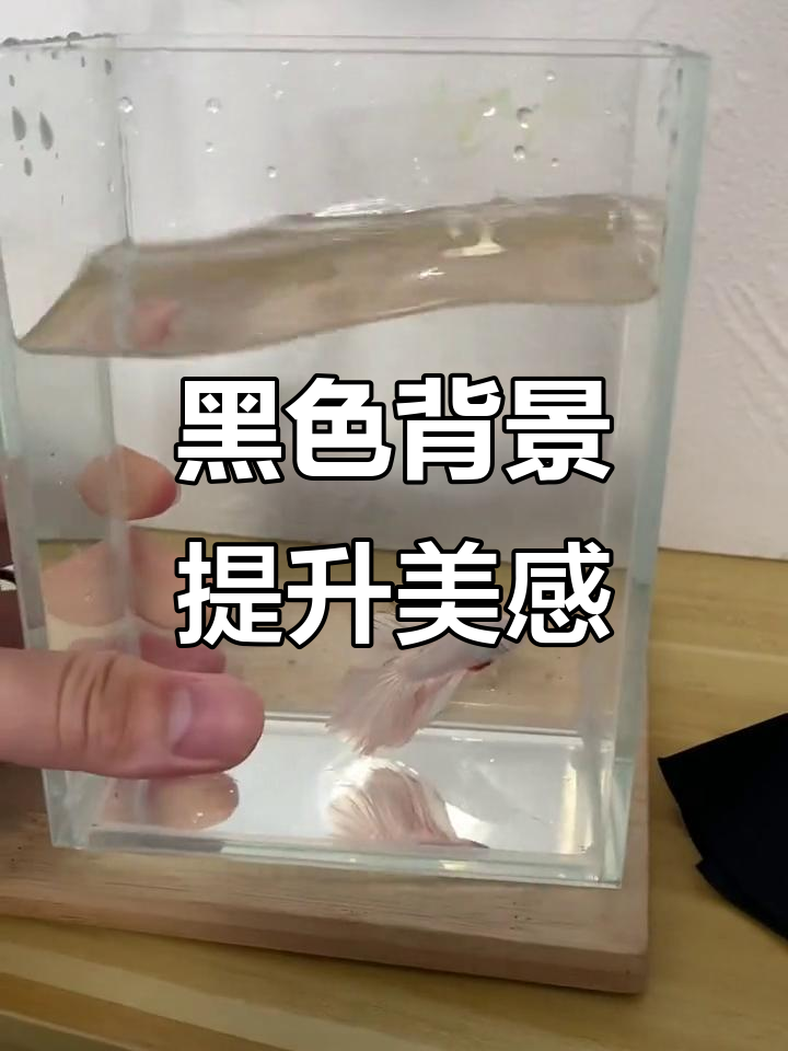 给斗鱼缸加黑背景,让小鱼更显迷人