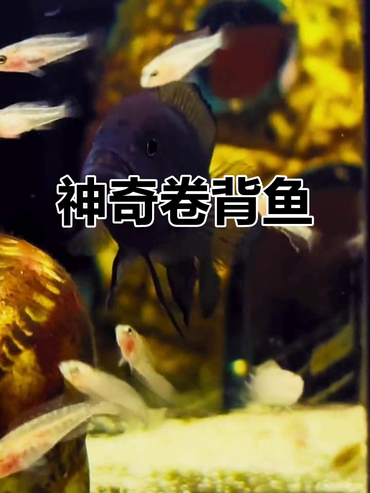 卷贝鱼:带娃小能手,负责又好养