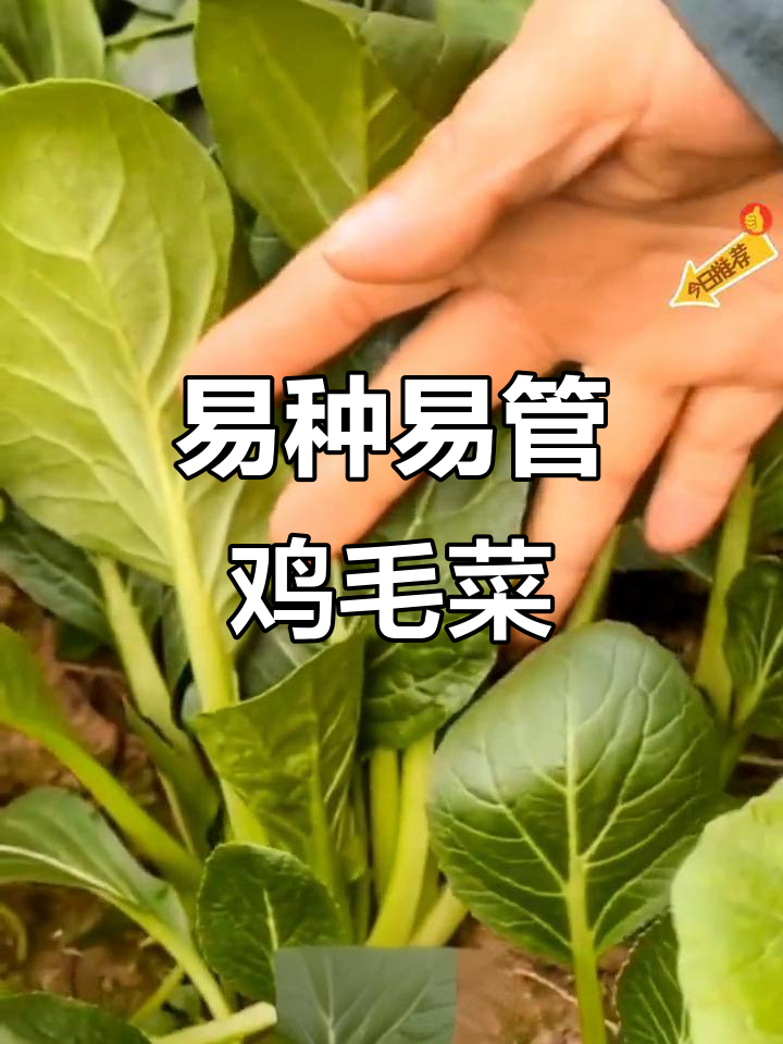 鸡毛菜：三天发芽，二十天收获，鲜嫩美味又好管理