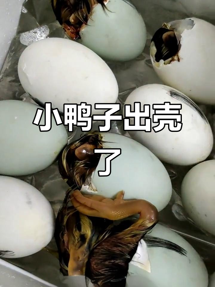 鸭蛋孵化25天，小鸭子终于破壳而出！
