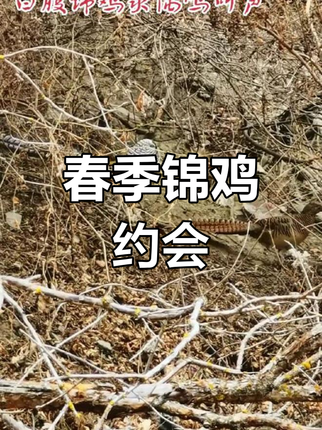 三月白腹锦鸡,美丽歌声吸引伴侣,河边饮水尽显优雅