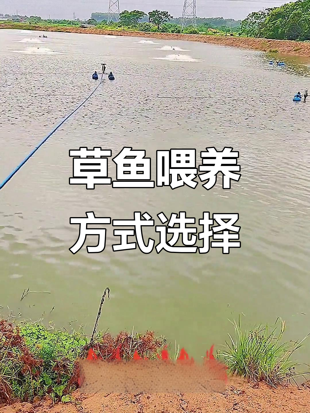草鱼养殖全程喂草与饲料对比,产量差距有多大?