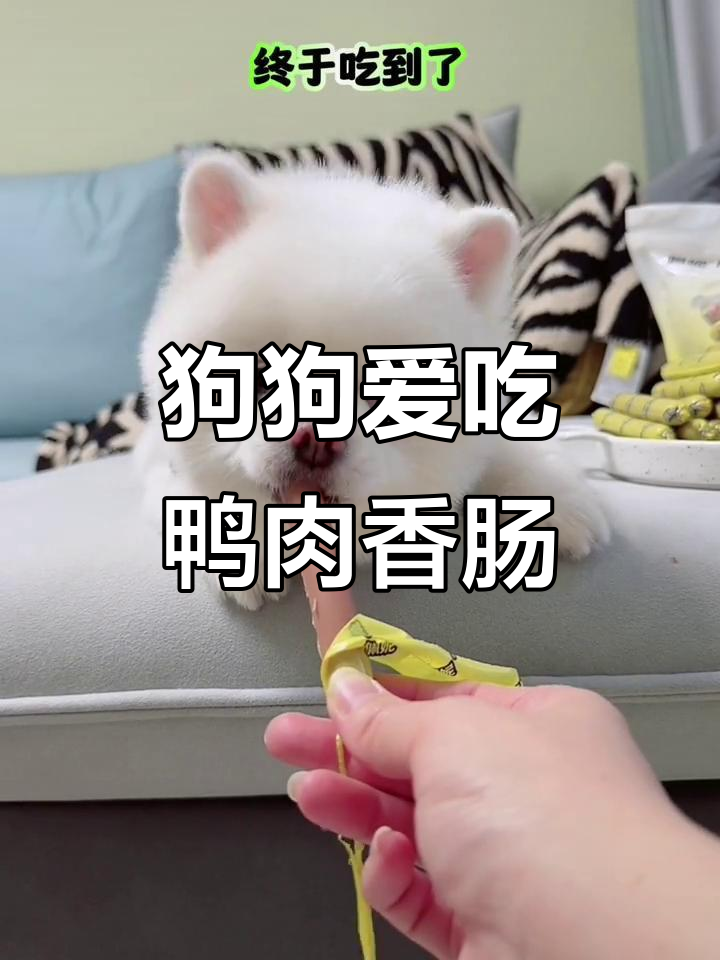 狗狗看到香肠急得差点说话,低盐鸭肉配方最受欢迎