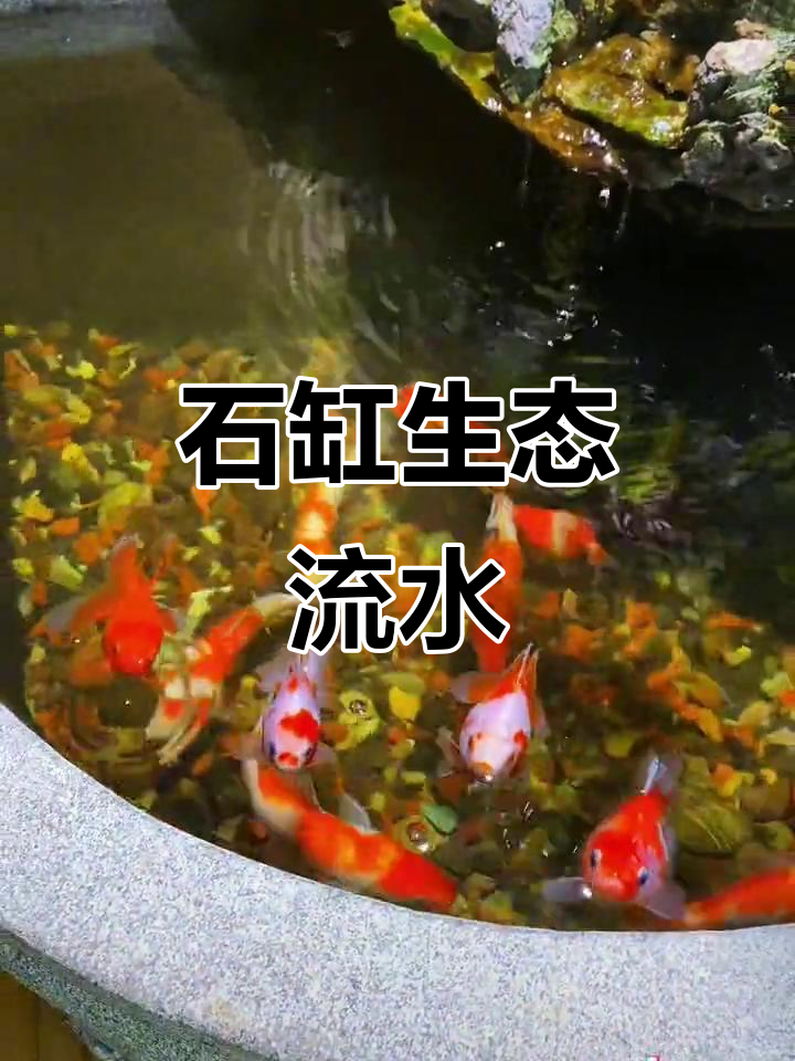 900斤石缸造景,金鱼锦鲤畅游其中,真是悠闲自在!