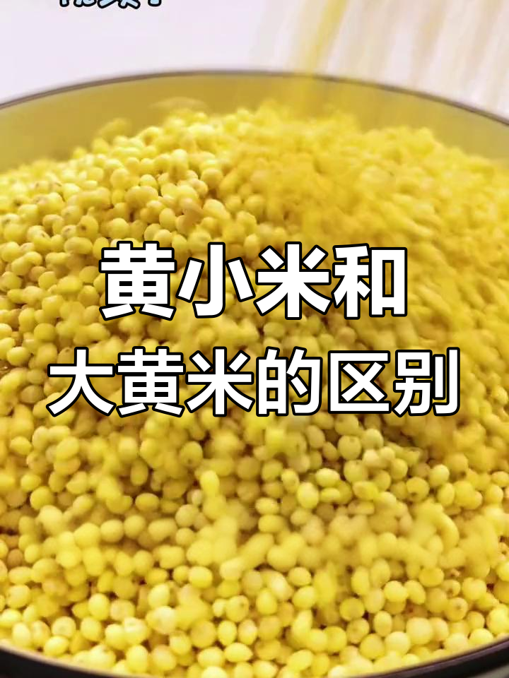 大黄米与黄小米的区别解析