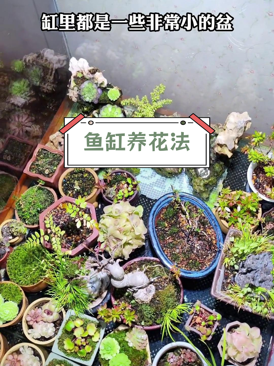用鱼缸养小盆栽,轻松打造湿气环境