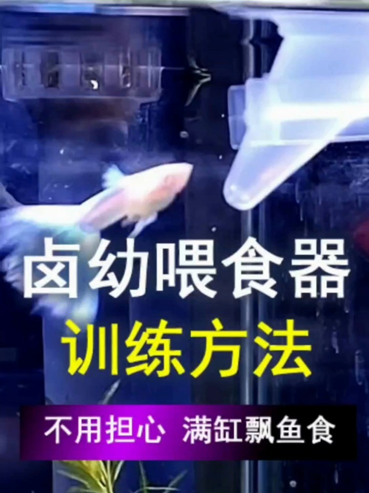 训练鱼学会使用喂食器吃食鱼食不再满缸飘