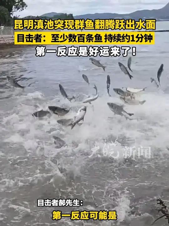 昆明滇池突现群鱼翻腾跃出水面，目击者：至少数百条鱼 持续约1分钟 第一反应是好运来了！