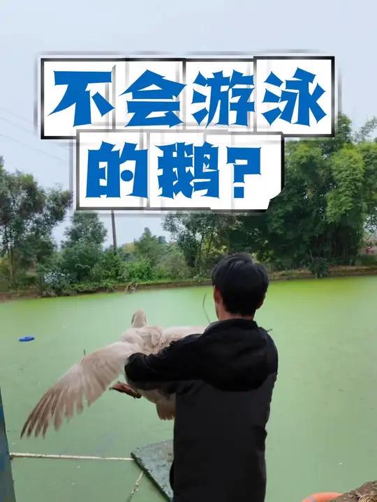 我知道鸡会游泳,但是没人告诉我鹅不会游泳啊?我家鸡会游泳大家都知道了,可没人告诉我鹅不会游