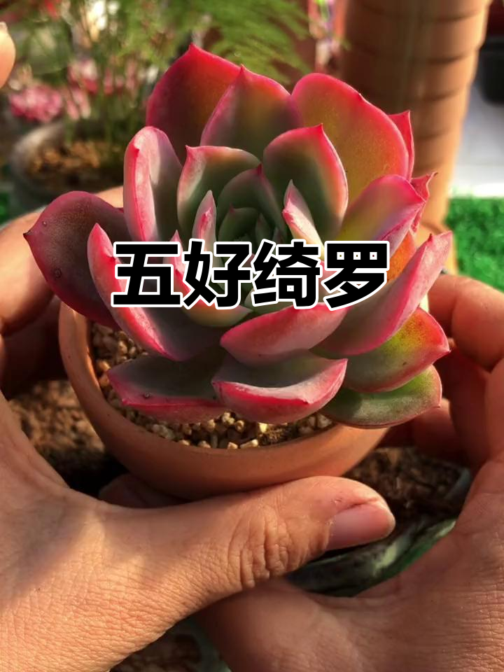 绮罗多肉,易养护、群生强健,性价比高,值得拥有!