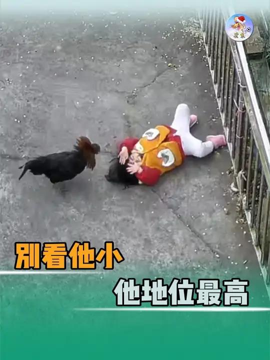 各位鸡哥,你们是真分不清大小王啊 素材来源@@