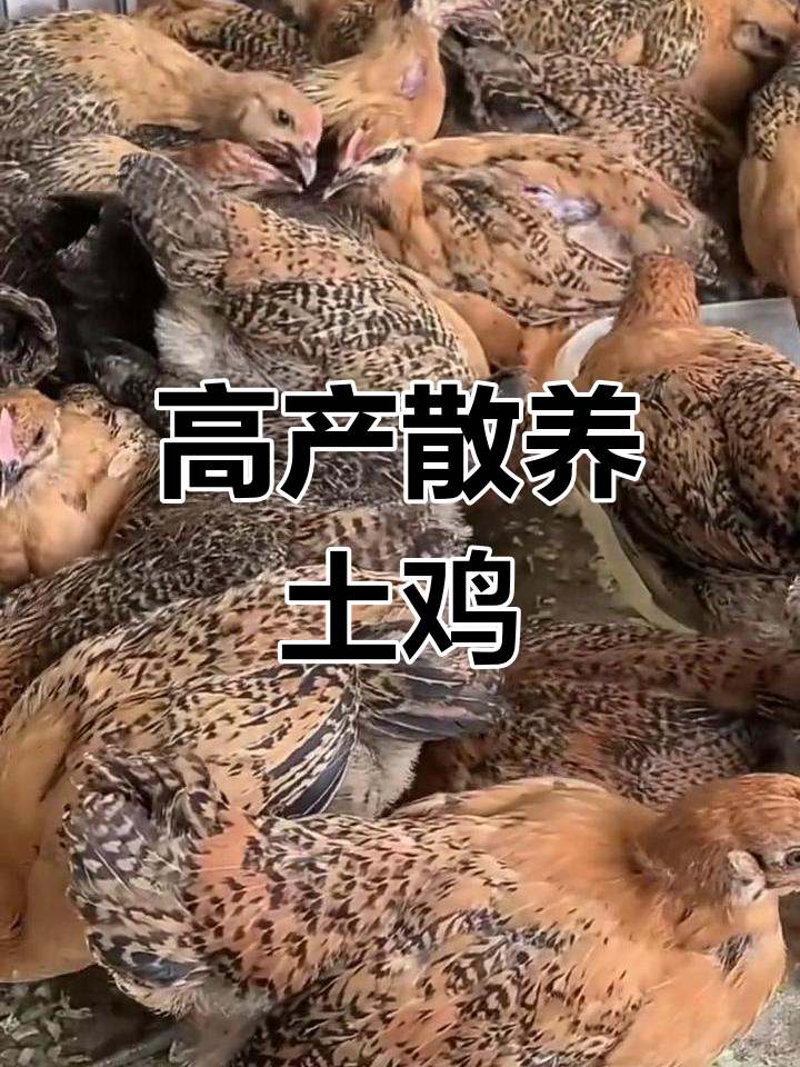 散养土鸡品种推荐:麻羽绿壳蛋鸡与贵妃鸡
