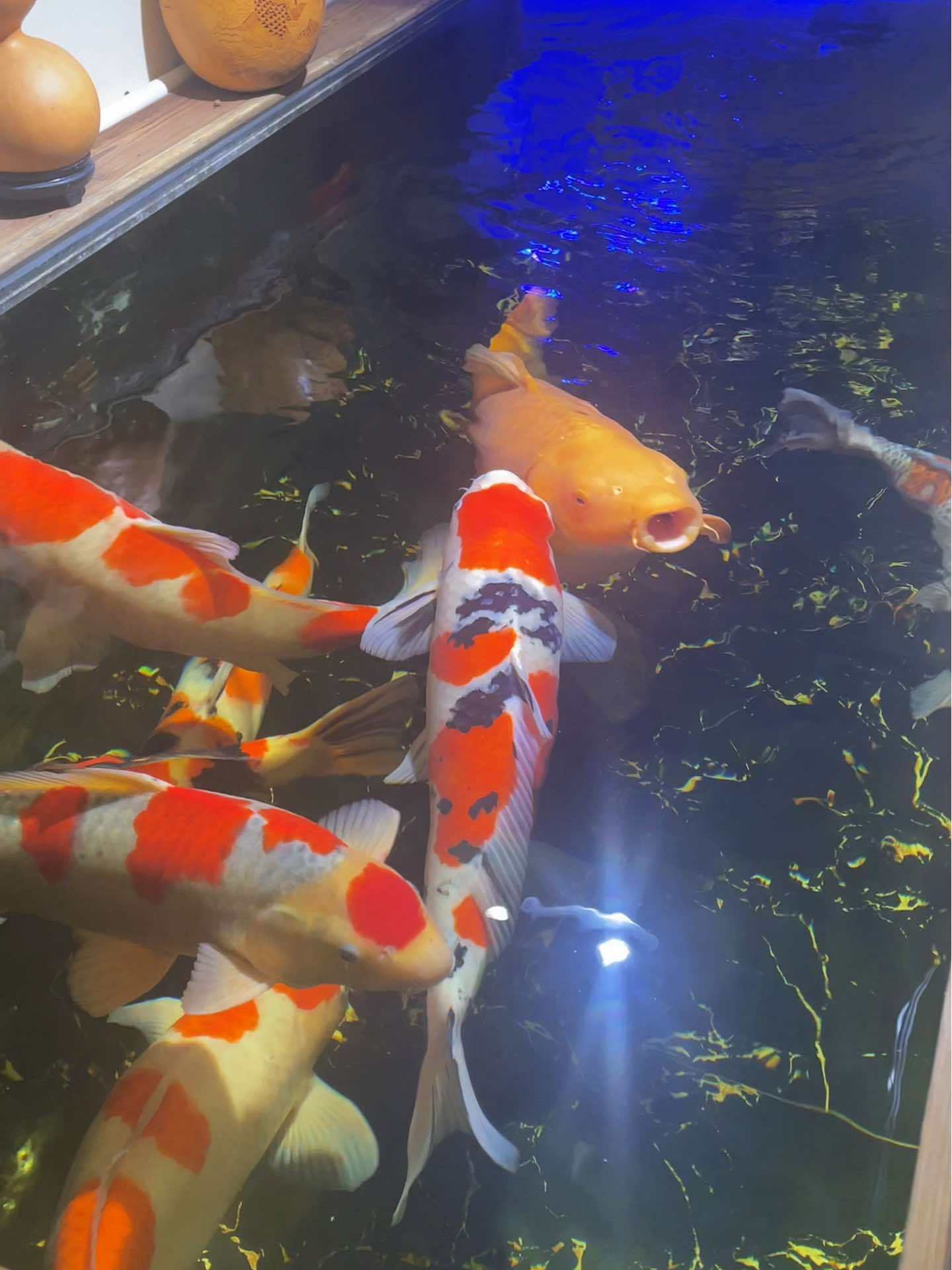 养鱼日记 养鱼养心 观赏鱼 水族 锦鲤鱼