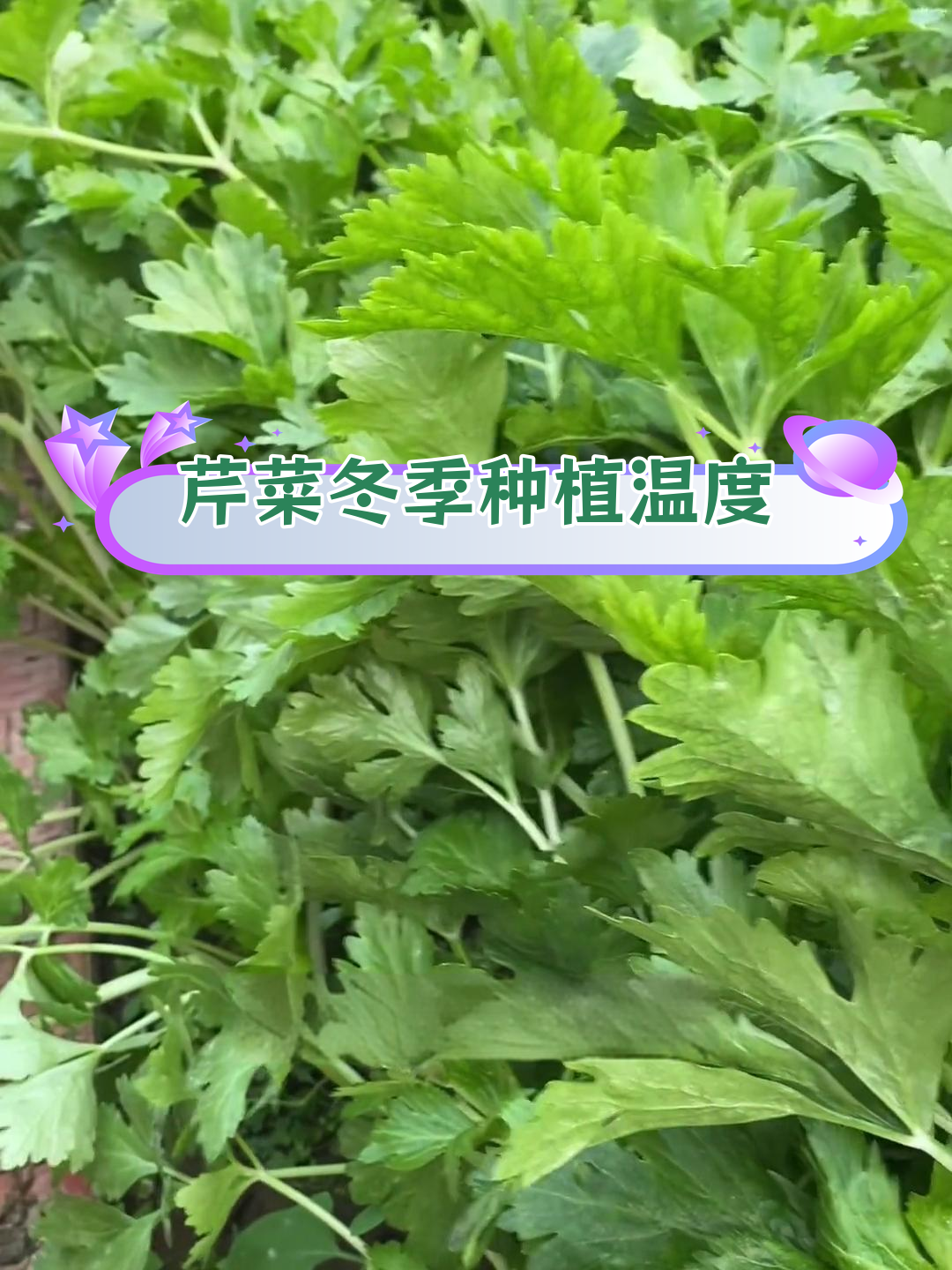 芹菜耐寒种植技巧,最适合的温度揭秘