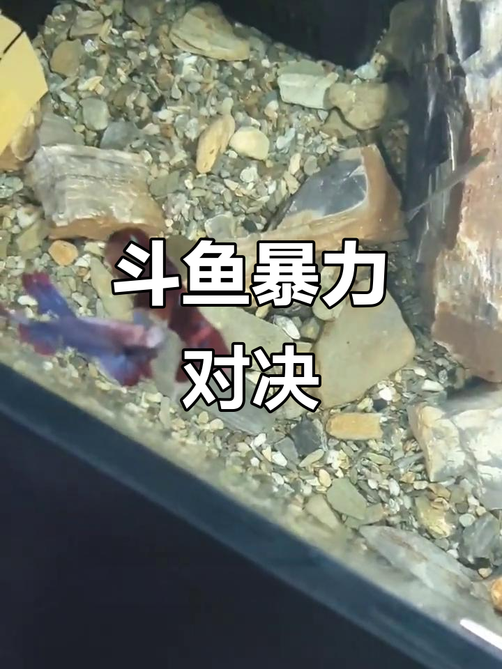 斗鱼打架竟然这么激烈,连尾巴都敢咬!