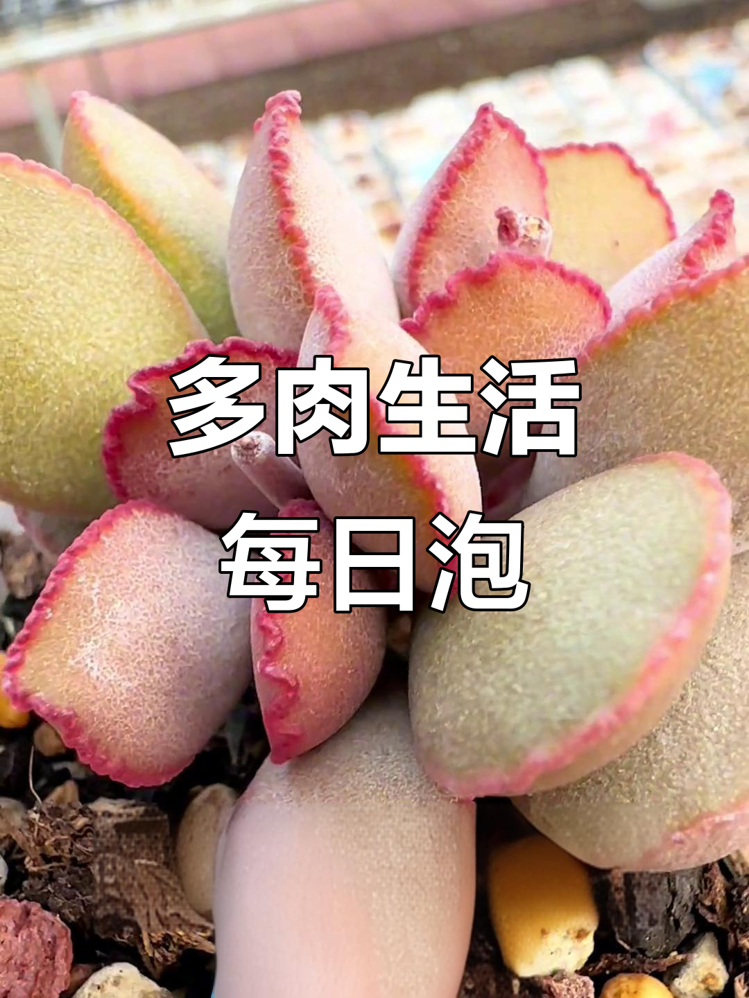 每天四颗肉泡泡,多肉植物大赏:满斑花蛋、梦露水泡等