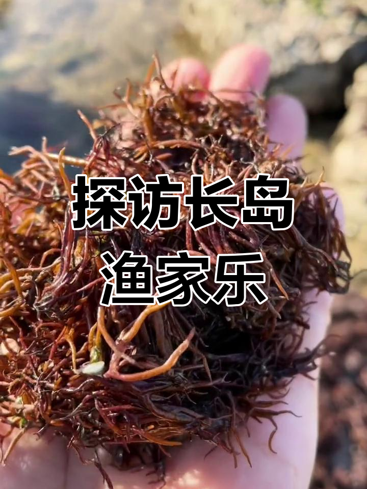 长岛海菜大揭秘,鲜美又营养