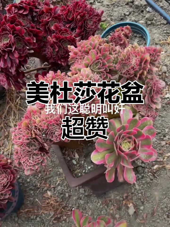 经典与创新的完美结合,美杜莎和粉女巫的花盆搭配太绝了!