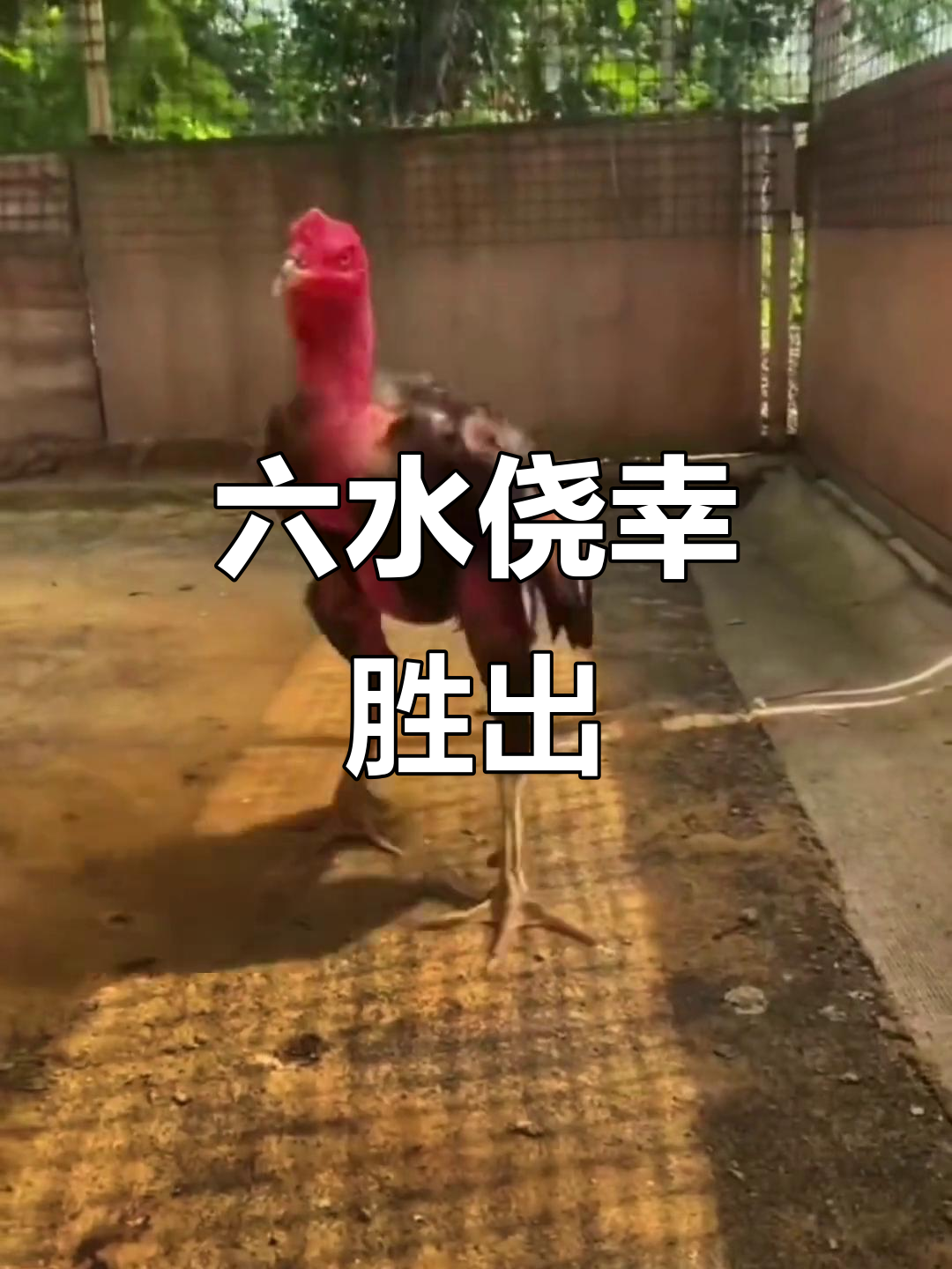 贵阳玩家小爱鑫与六水侥幸斗鸡,友谊交流大获全胜