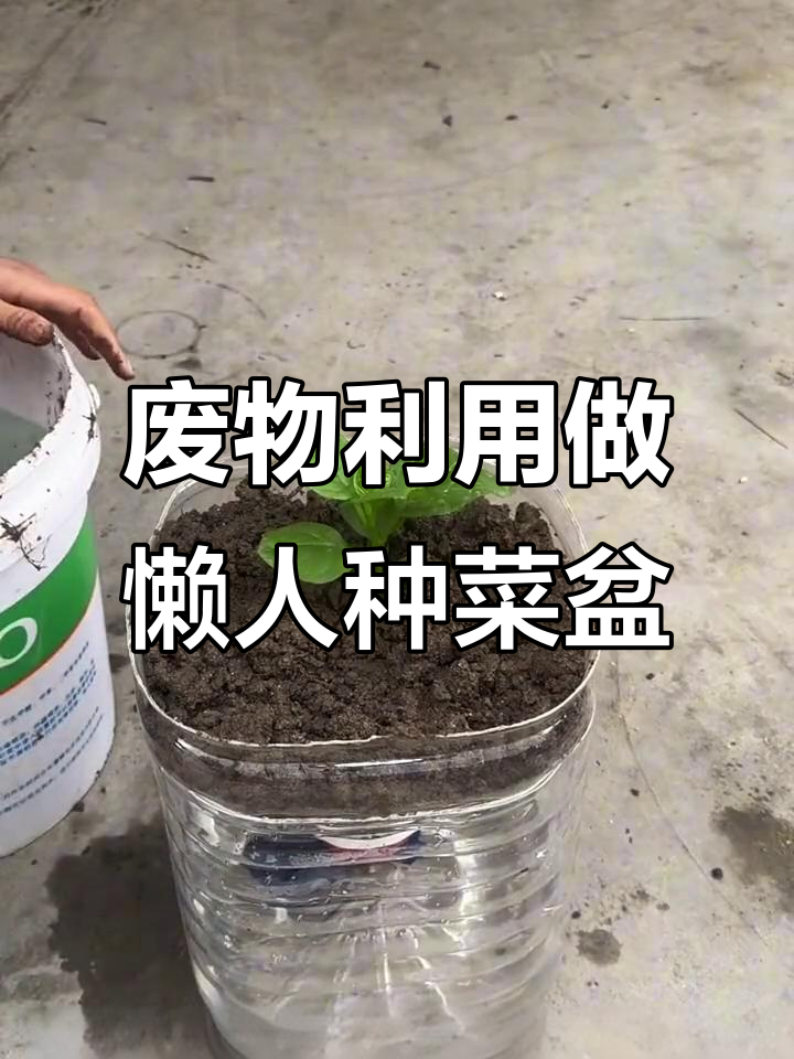 利用废油桶打造免浇水种菜盆,简单又实用