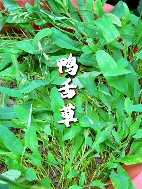这种青草很多人当盆栽种在门口！#潮汕青草 #青草文化 #鸭舌草