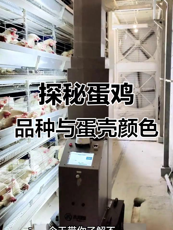 了解不同蛋鸡品种与鸡蛋颜色背后的秘密