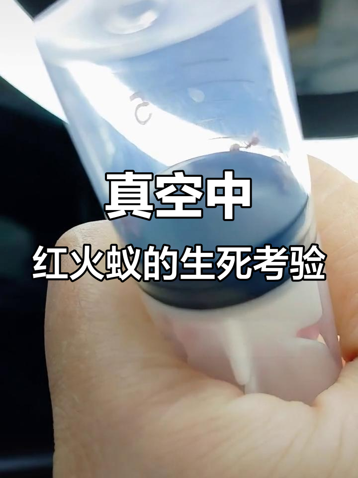 红火蚁在真空环境下能坚持多久?实验结果惊人