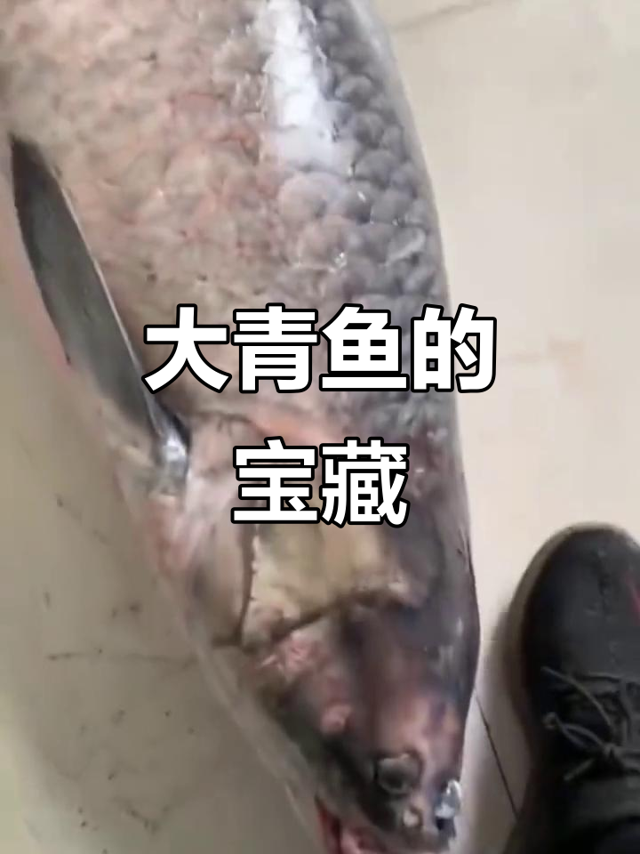 男子捕大青鱼,只为那颗晶莹剔透的宝石般石头!