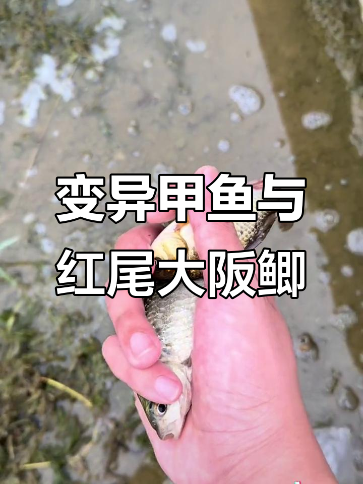 抓鱼网捞到甲鱼和变异鲫，澳龙也现身！