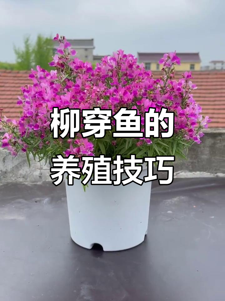 柳穿鱼养护全攻略，轻松爆盆的秘诀