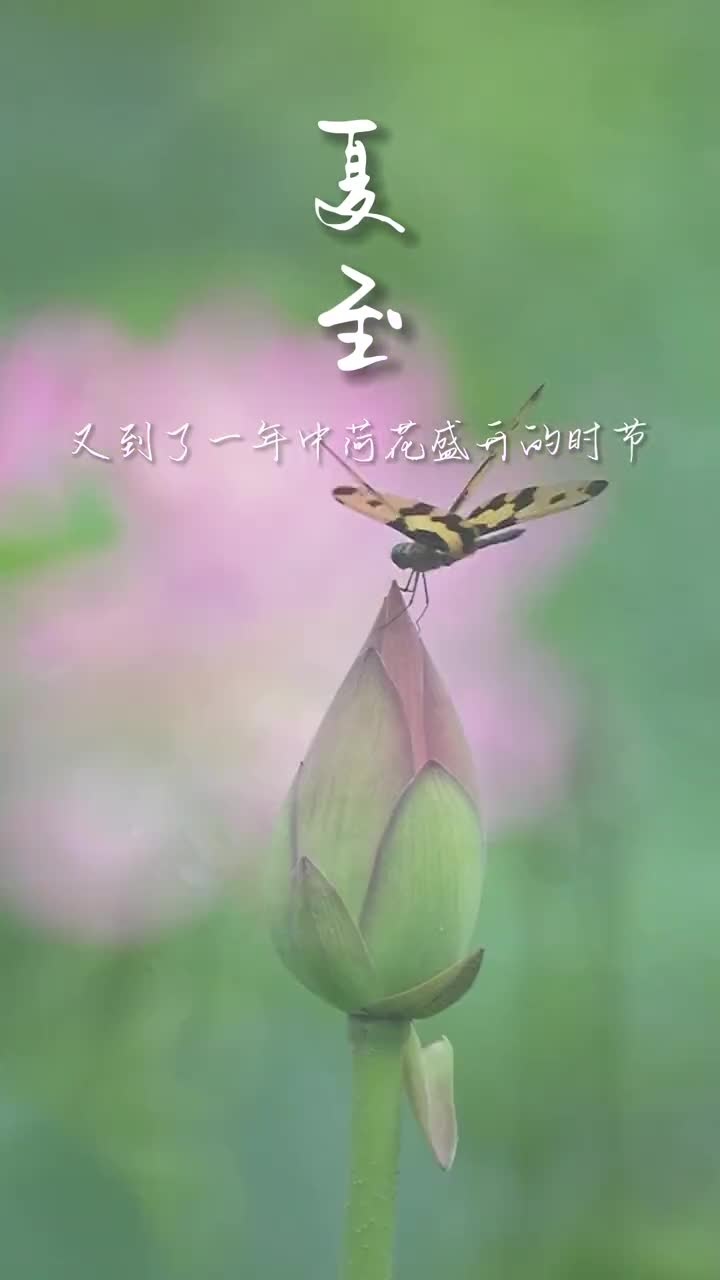 太美了!夏至日的荷花,每一帧都是手机壁纸!