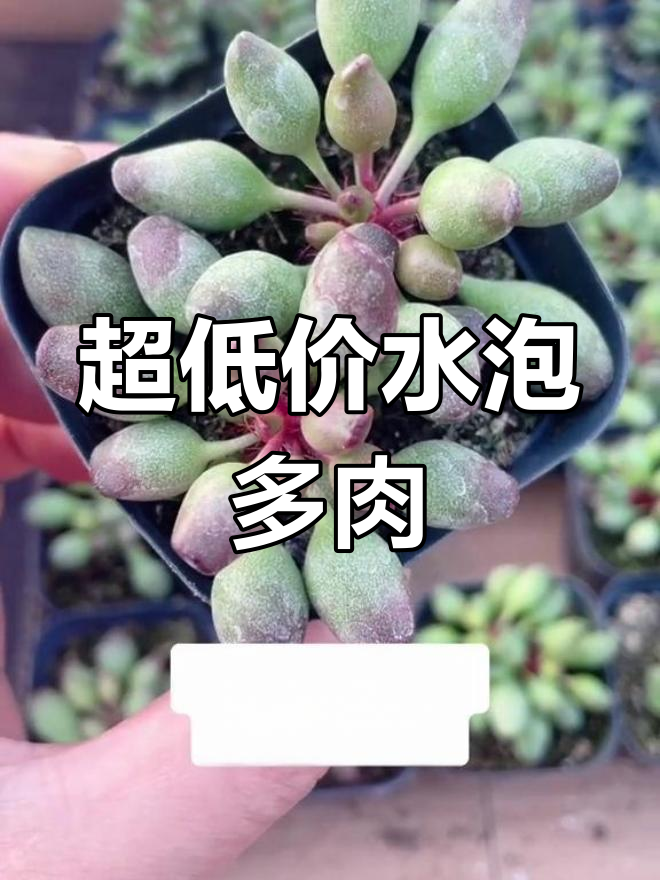 6.8元的水泡系列多肉,超值!