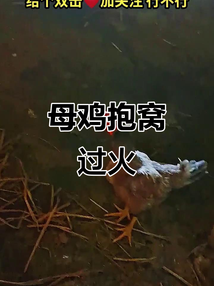 这只母鸡抱窝太猛,小鸡全死光了