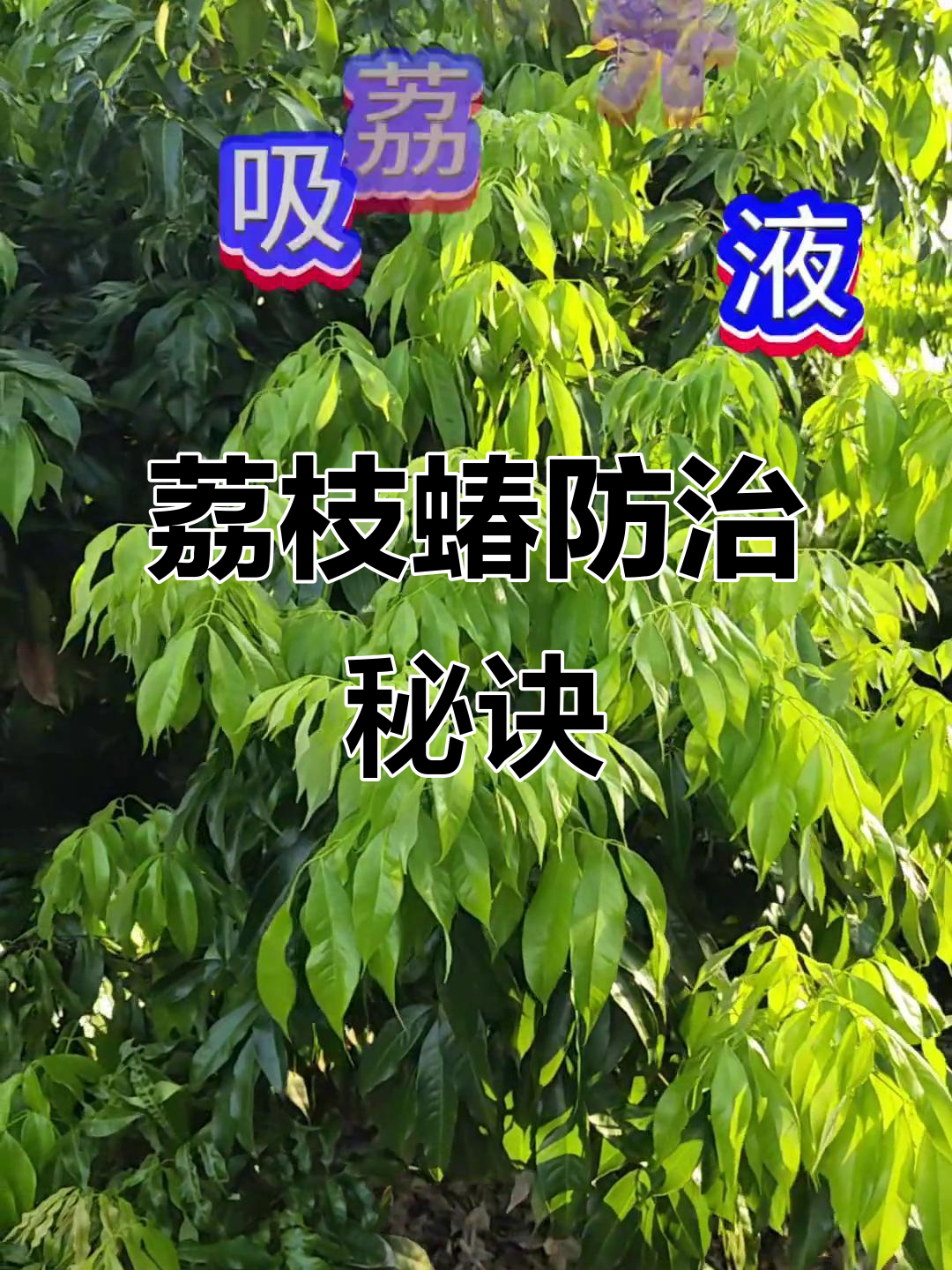 美丽背后有隐患,防治荔枝蝽关键时机不可错过!