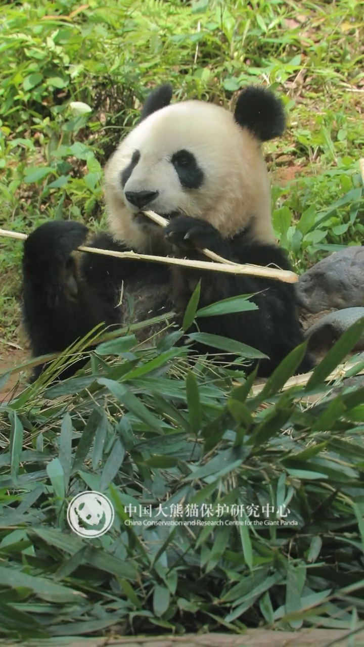 分享圆脸大熊猫“仙女”的吃播视频,看如何优雅吃竹子的吧