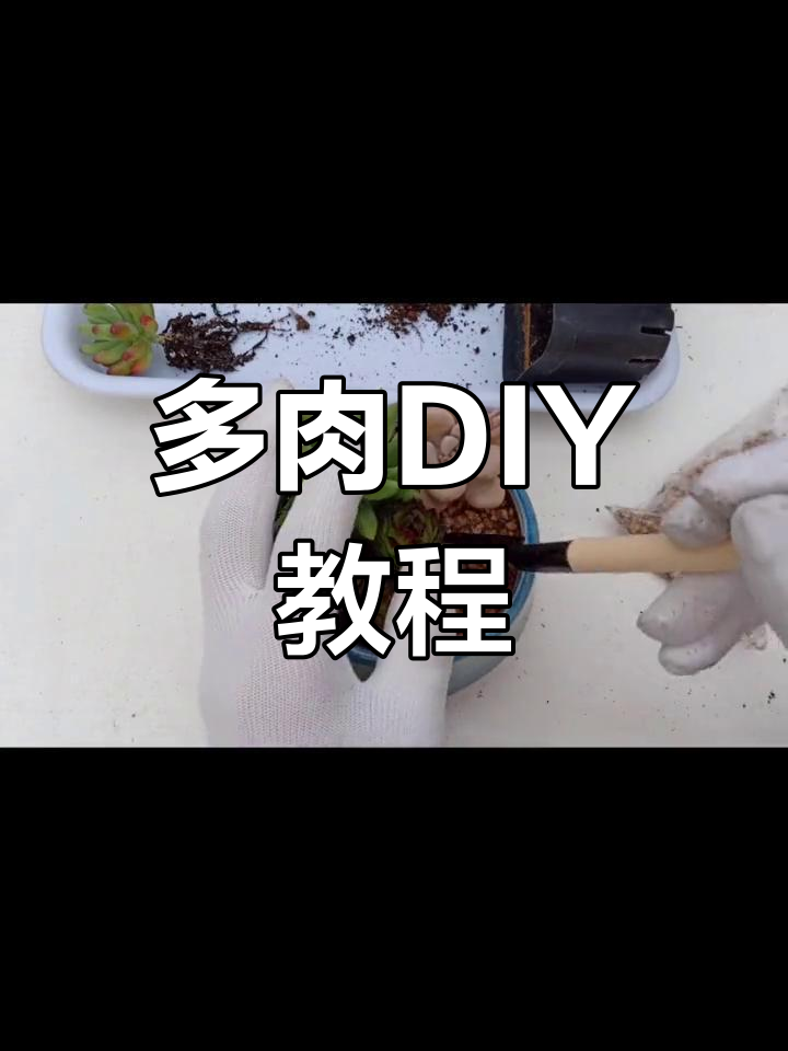 妇女节多肉DIY,轻松打造个性化盆栽