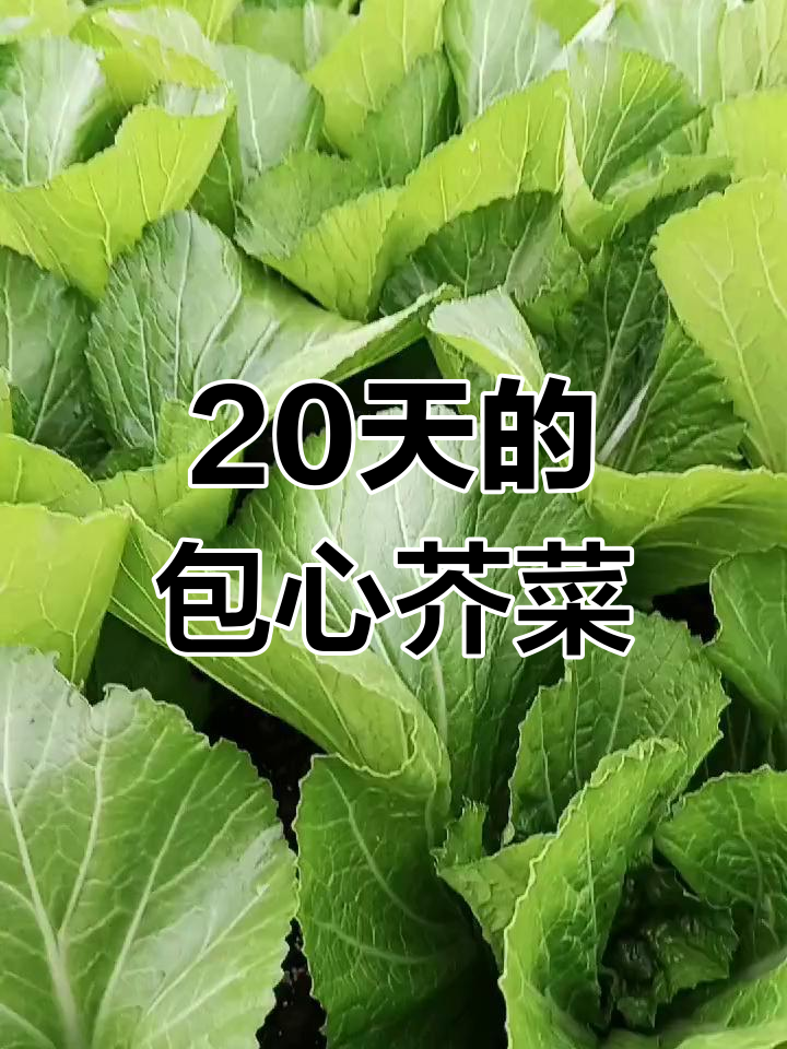 包心芥菜20天生长记录