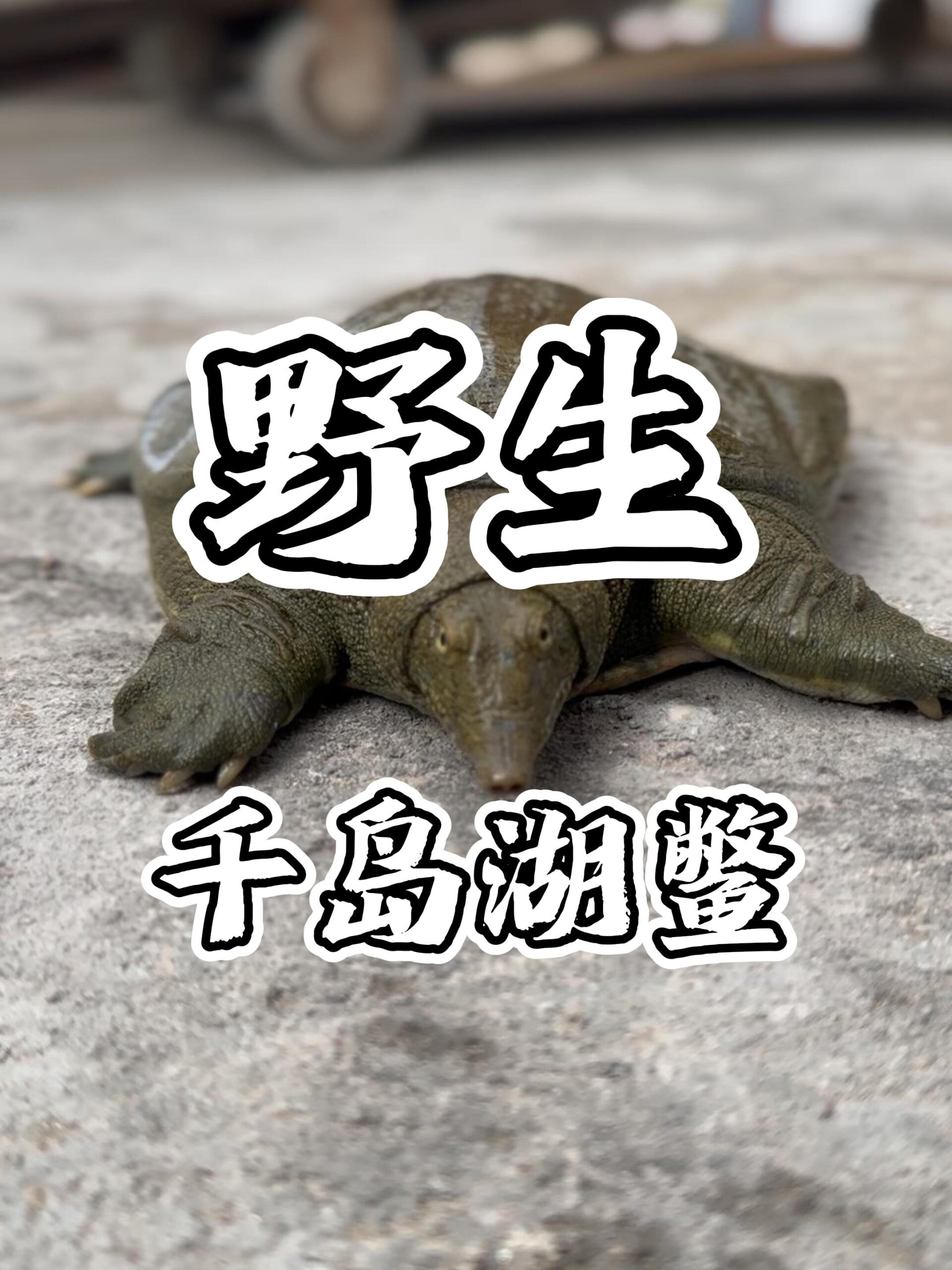 鉴别野生甲鱼