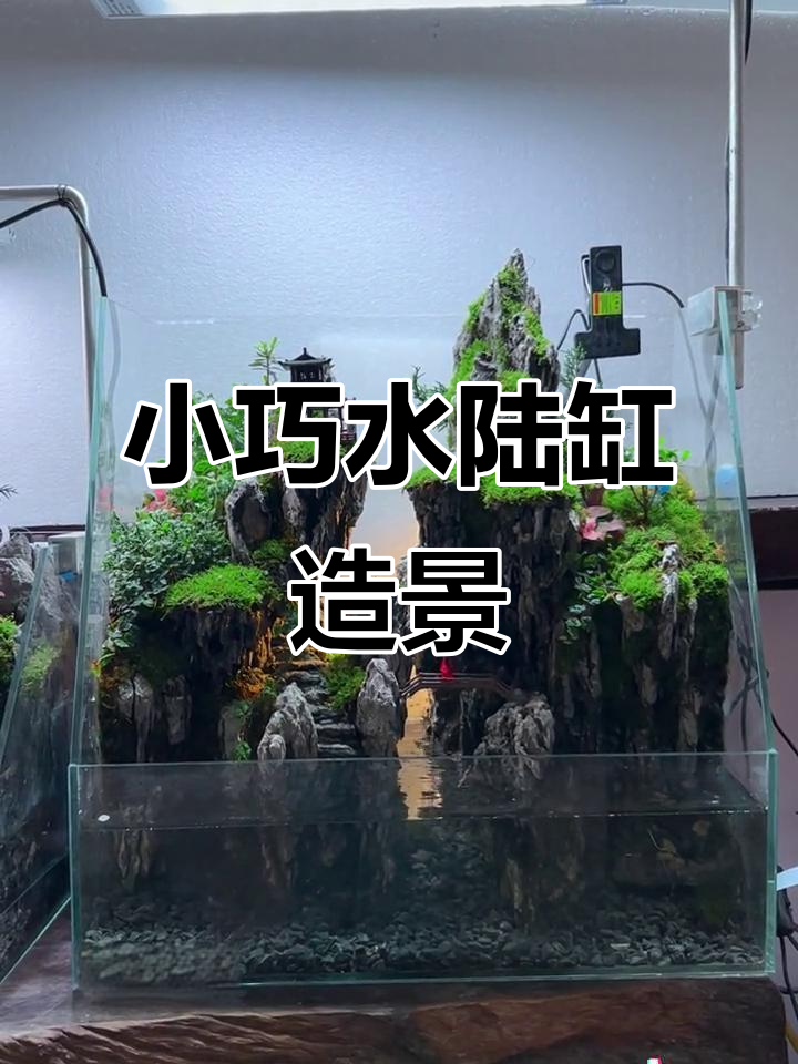 50cm水陆缸造景，打造自然生态微景观