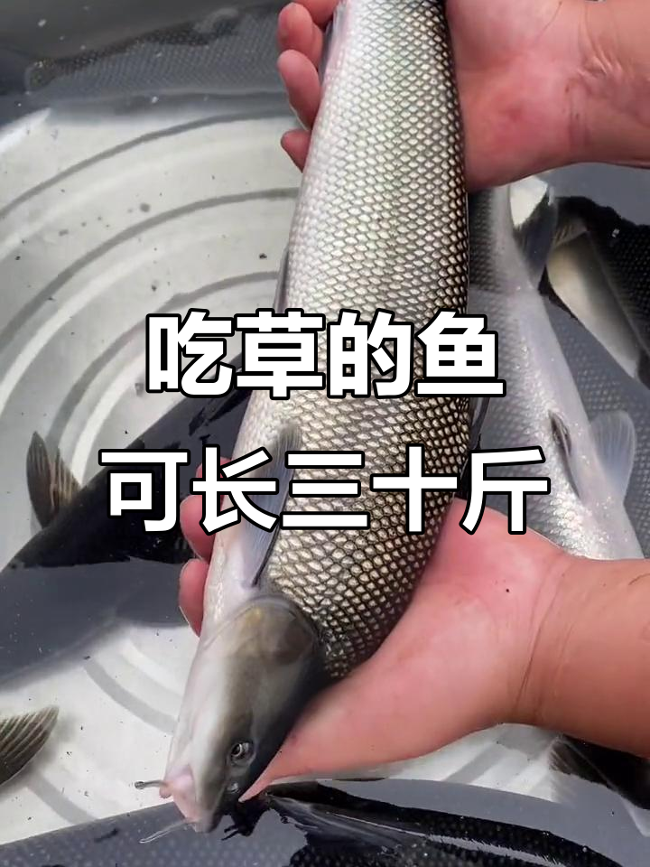 草食鱼能长到30斤,淡水银鳕鱼养殖技巧揭秘