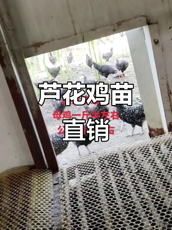 芦花鸡苗基地直发，绿壳蛋鸡脱温新选择