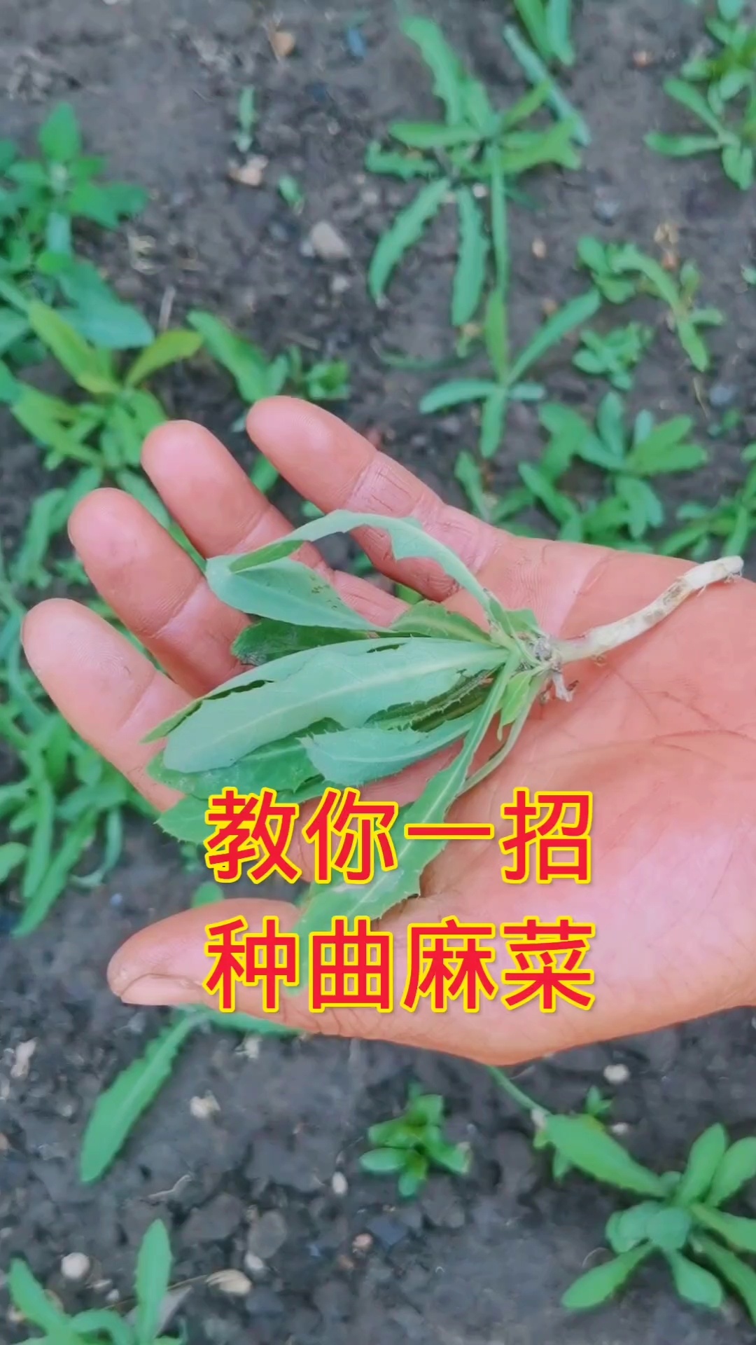 教你一招,种曲麻菜